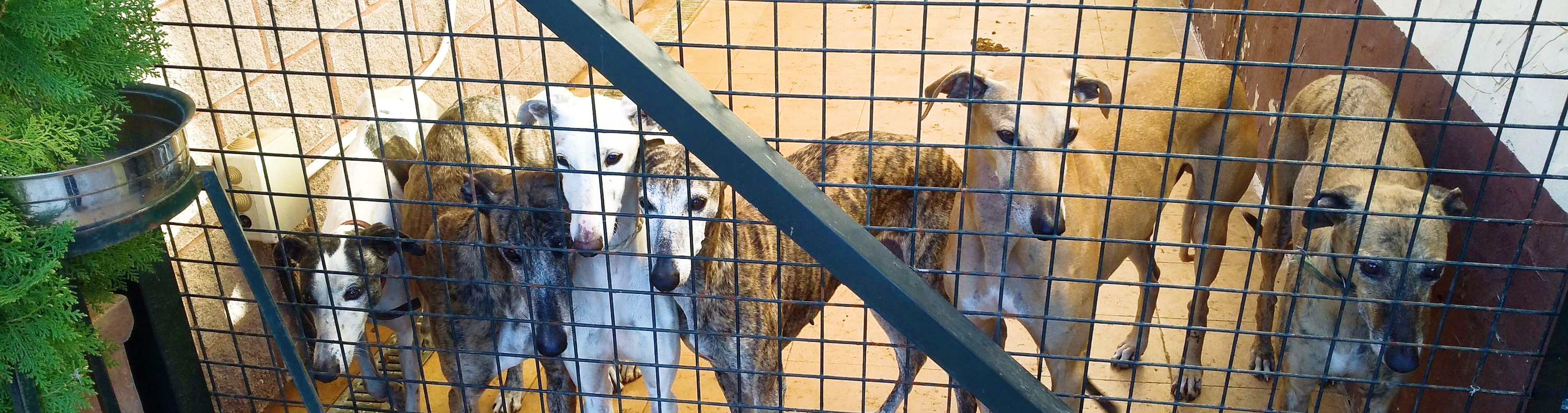 Adopteer een Galgo