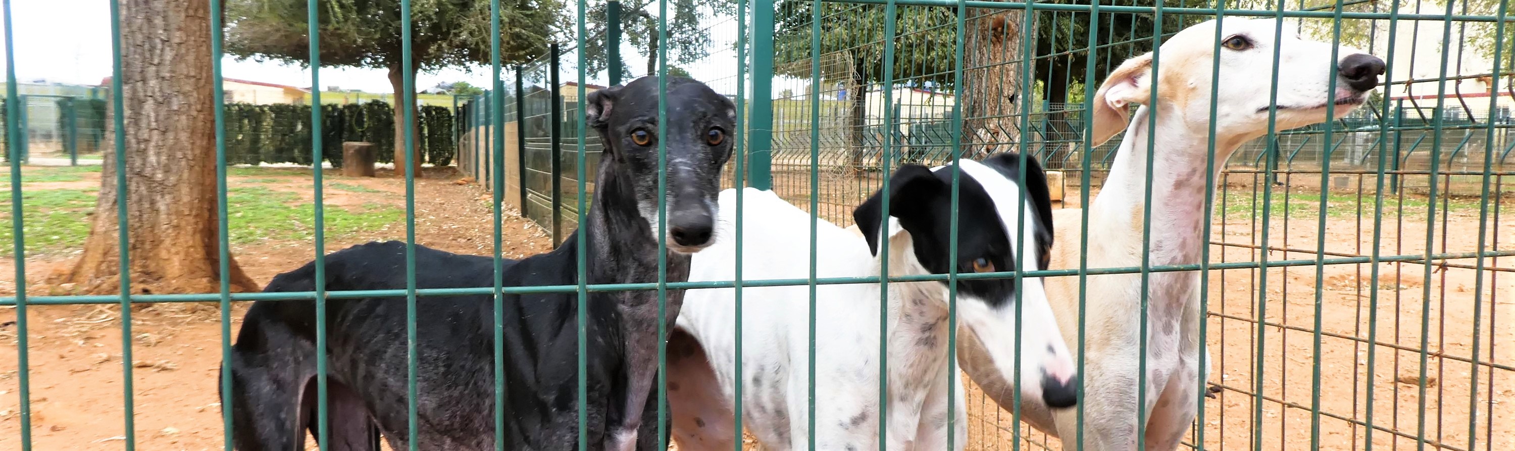 Galgo Save Belgium