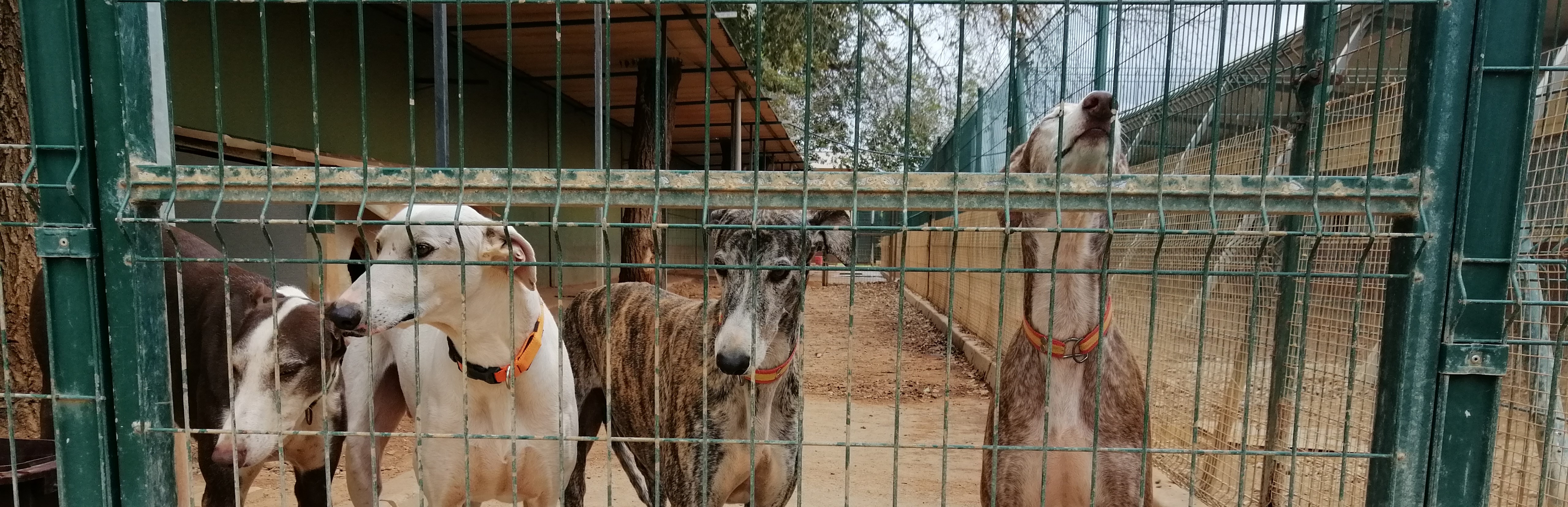 de-galgo_5f4558c0e41ef_phphwtahn